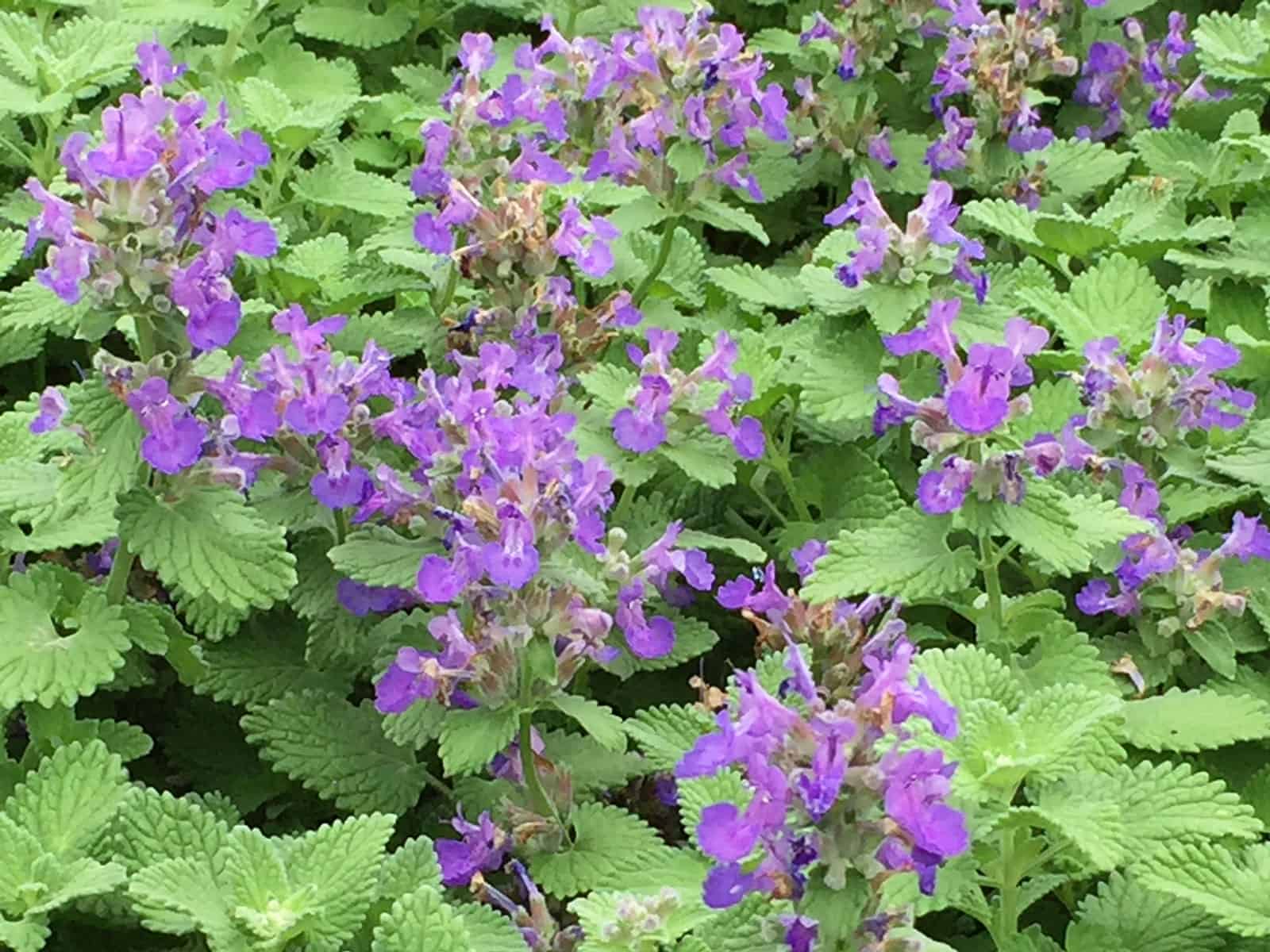 nepeta-little-titch-flower-detail