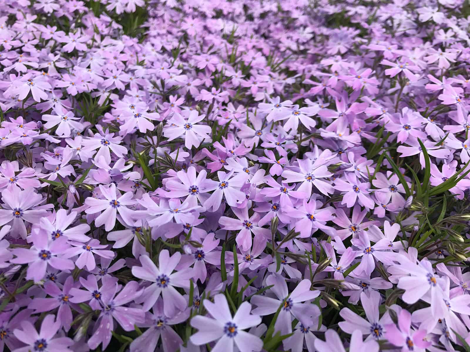 phlox-sub-emerald-blue-flower-detail