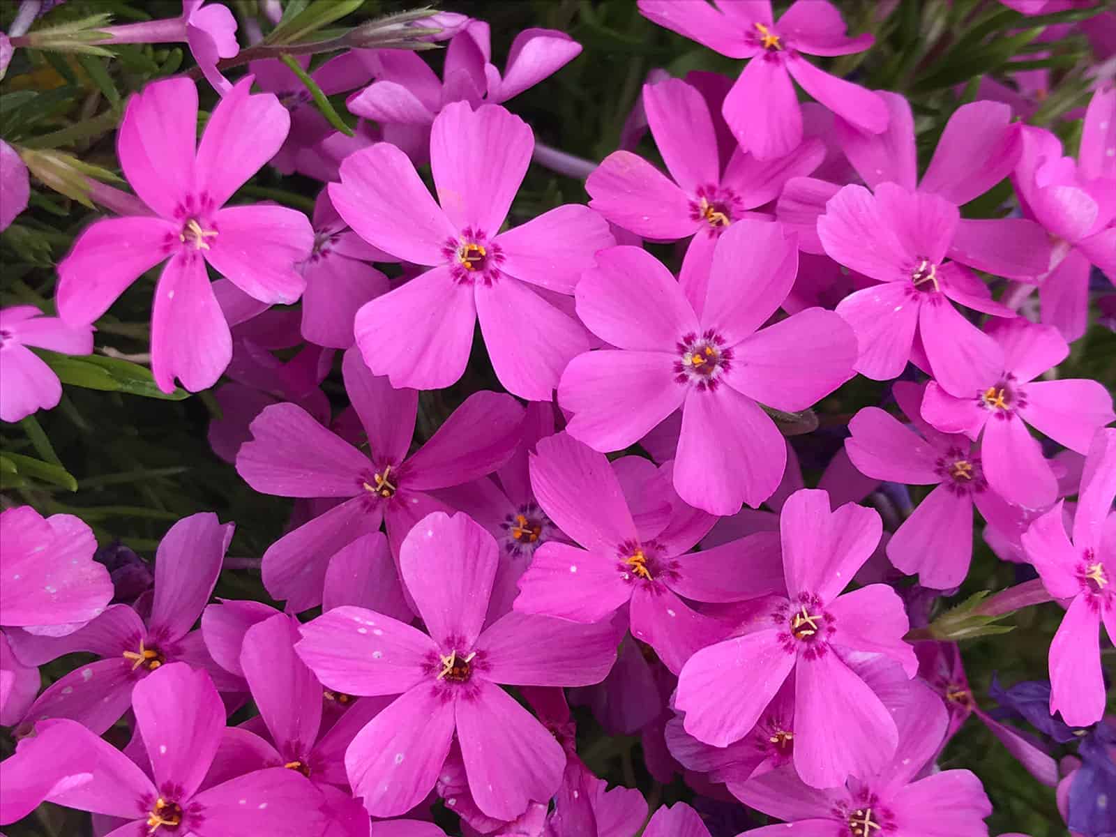 phlox-subulata-emerald-pink-flower-detail
