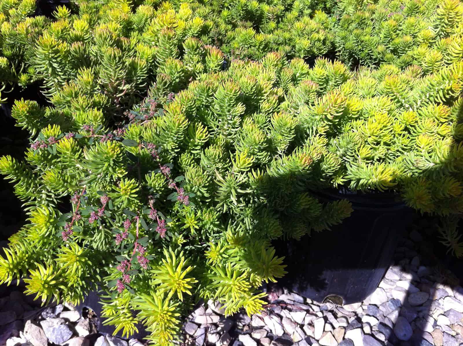 sedum-angelina-leaf-detail