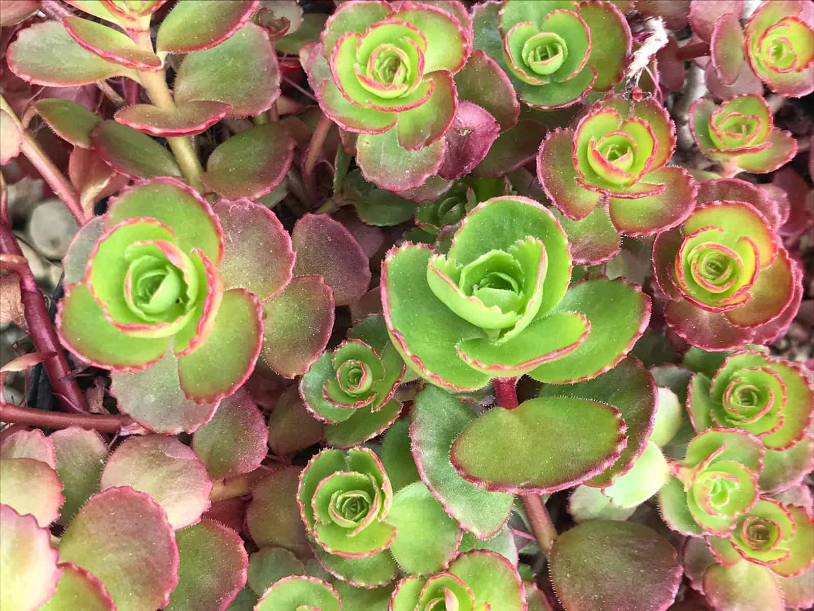 sedum-fuldaglut-leaf-detail