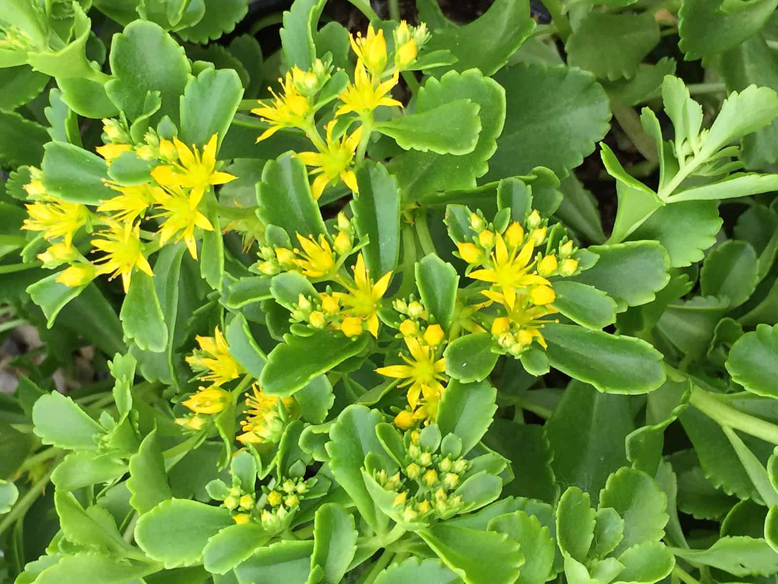sedum-kamschaticum-flower-detail