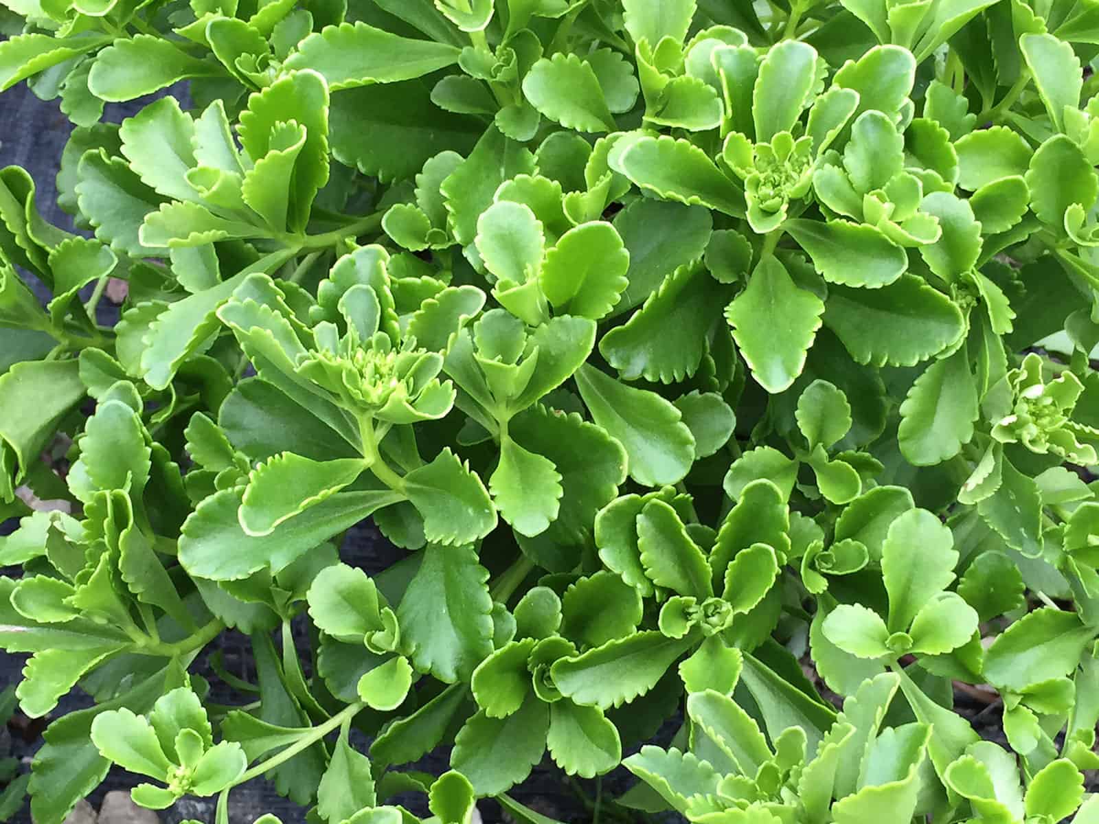 sedum-kamschaticum-leaf-detail