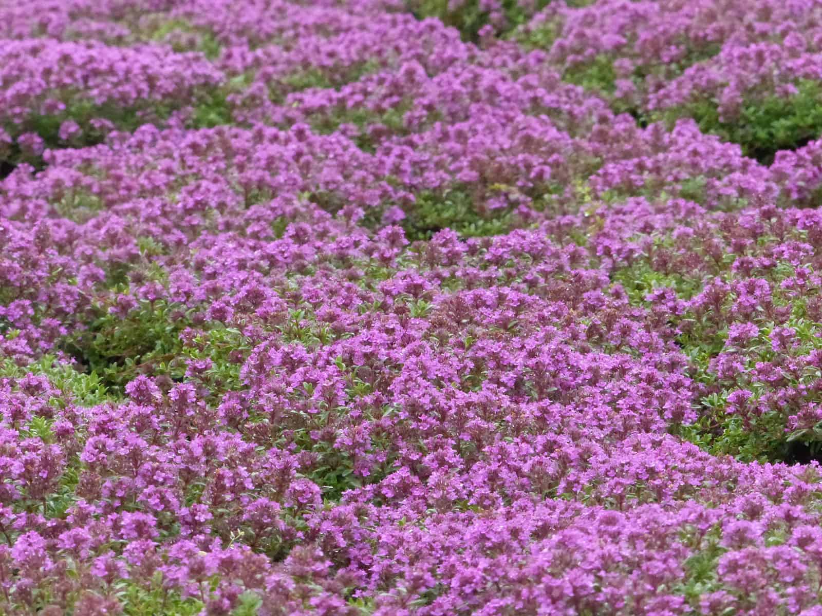thymus-coccineus-flower-detail