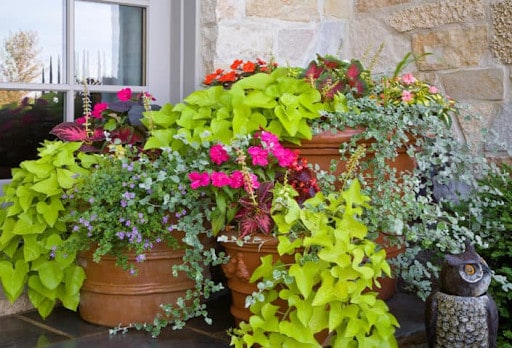 potted annuals spilling over